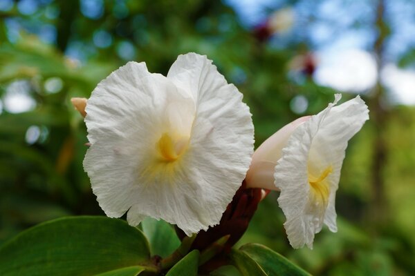 Bright white flowers close up