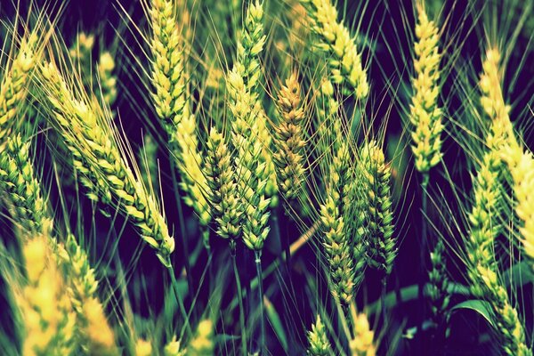 Il grano non è ancora maturo verde