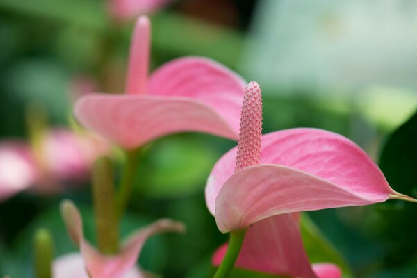 Pétalas de flor rosa em verde