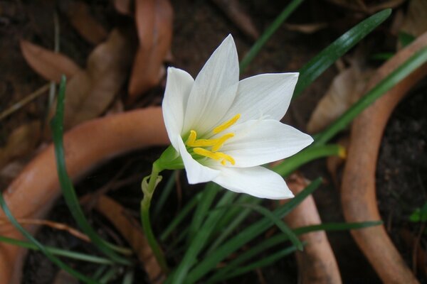 Fiore bianco con stami gialli