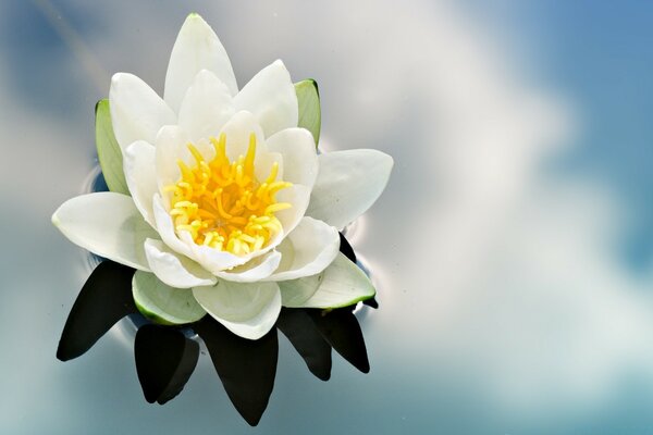 Lotus flower on the blue surface of the water