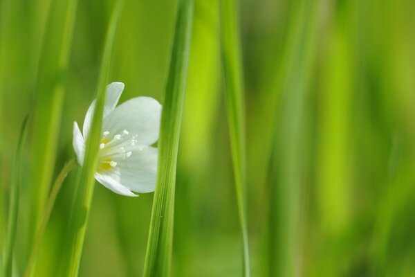 Біла квітка розпустилася в зеленій траві