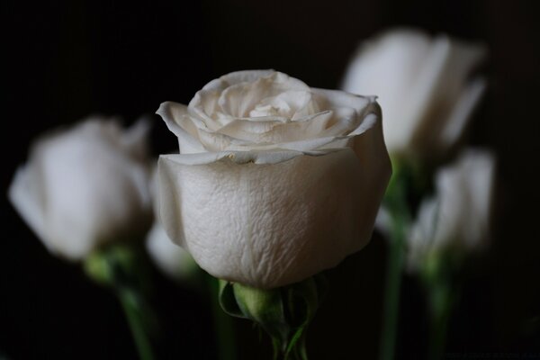 Weiße Rosen in der Nacht sind schön