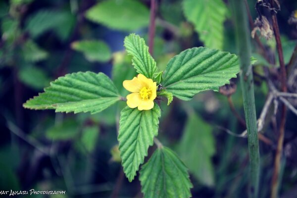 Gelbe Blume mit Knopfgröße