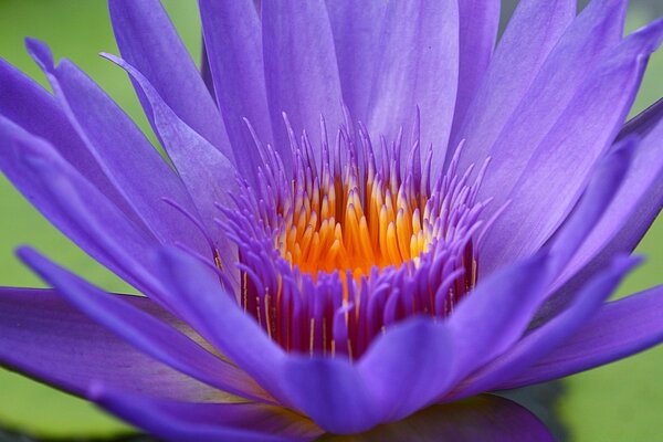 Purple flower with orange middle