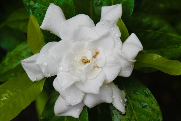 Flor blanca inusual sobre fondo de hoja verde