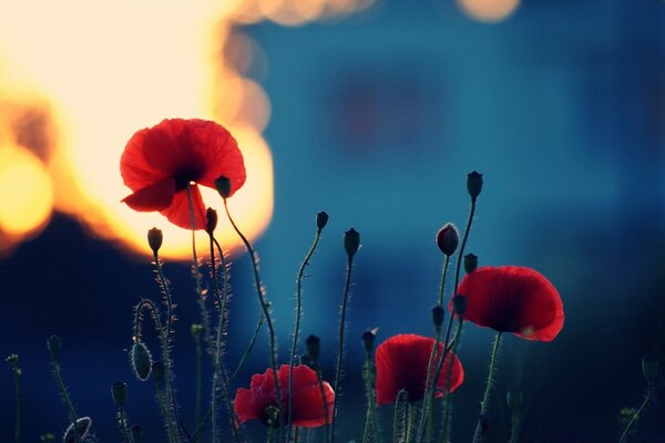 Poppies on the background of blurred sun glare