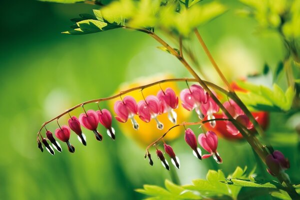 Petites fleurs roses dans le jardin