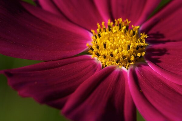 Die Schönheit der Flora. Burgunder Blume