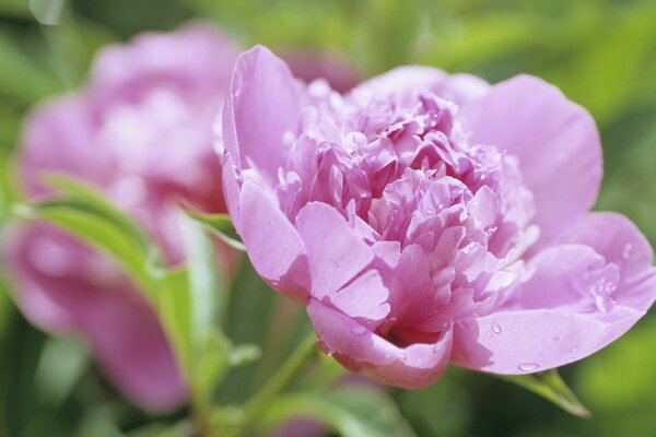 Pfingstrosen eine zarte Blume ist entzückend