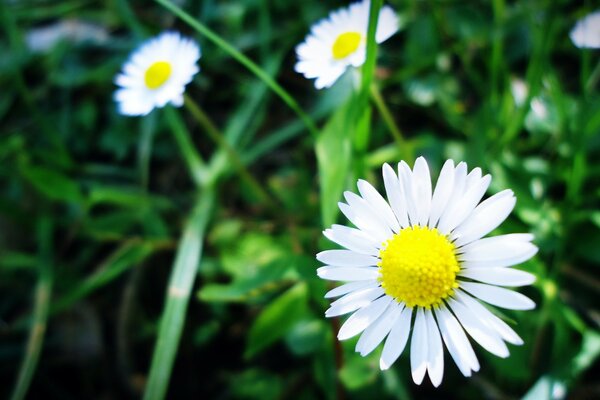 Foto von weißen Blumen wie Kamille im Sommer