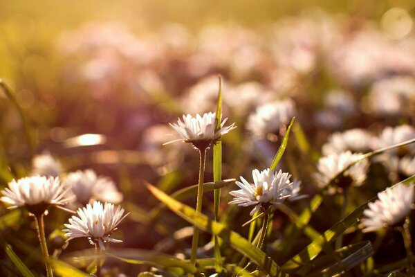 Fleurs sur fond flou. Jardin. Flore