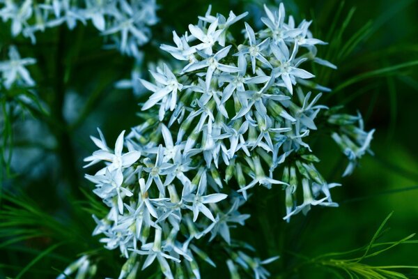 Pequeñas flores blancas en la hierba