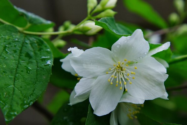 Flower and leaves. Natural nature