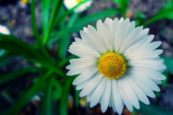 Nature vivante. Champ de marguerites