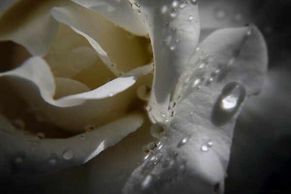 Rosa blanca con gotas de agua