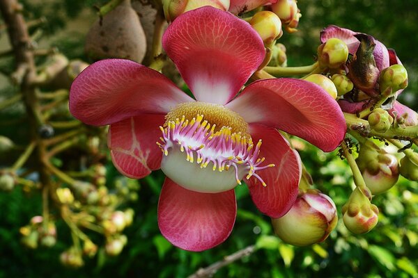 Rote Blume im Garten aufgelöst