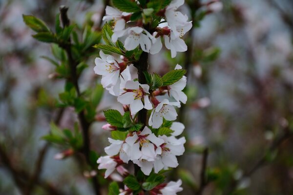 The nature of the spring flowering of trees