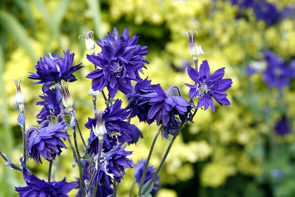 Lilac wildflowers on a blurry background