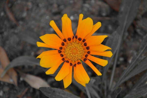 Schöne gelbe Blume auf grauem Hintergrund