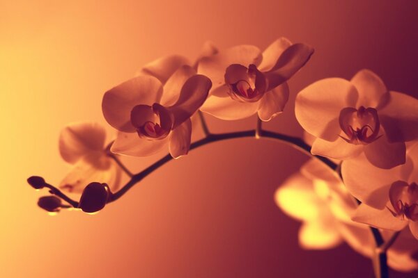 Verschwommener orange Hintergrund. Orchidee