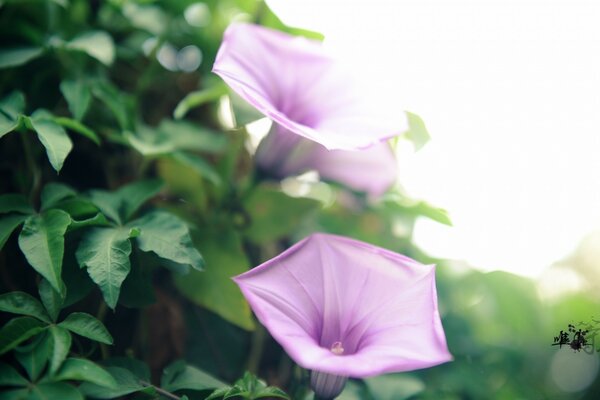 Lila Blüten in der Natur