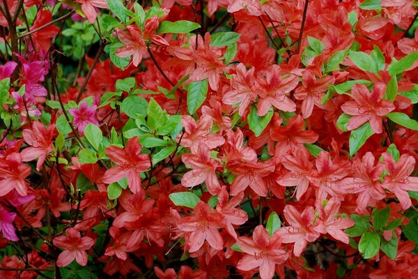 Increíblemente hermoso fondo. Flores rojas