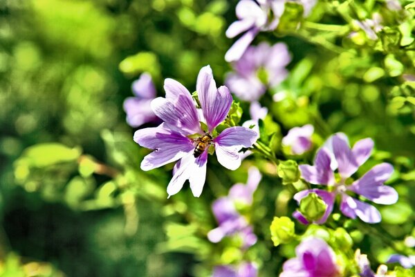 Flora ogrodu. Fioletowe małe kwiaty