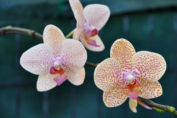 Tropical flowers in the wild