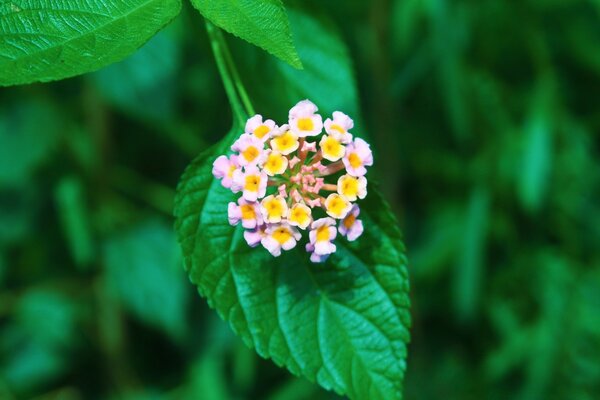 Kleine Blüten auf einem Blatt im Sommer