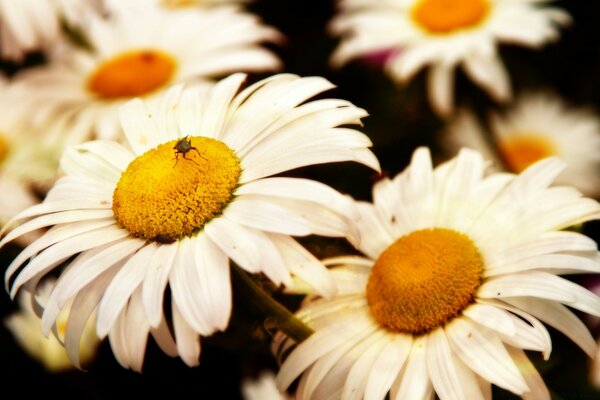 My natasha has daisies on her shirt and in her hands