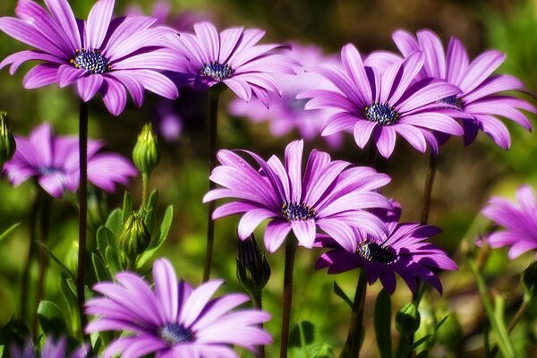 Chrysanthème violet closeup