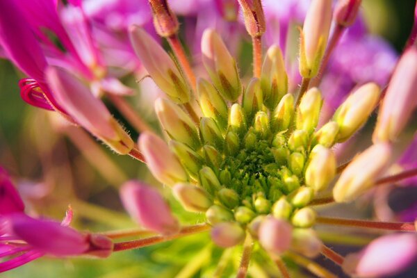 Staubblätter einer rosa Blume in freier Wildbahn