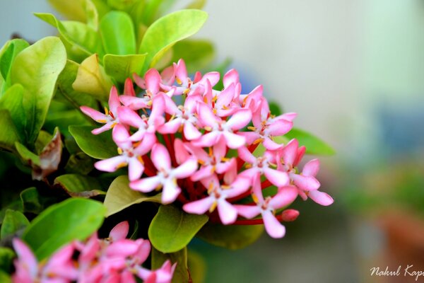 Una especie de flor hermosa y delicada