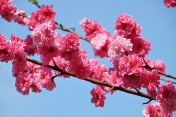 Rama de árbol en flor en rosa