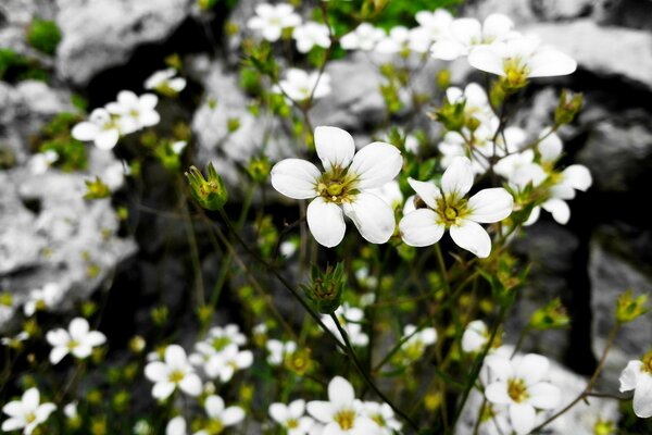 Fleurs dans la nature. Bluming blanc