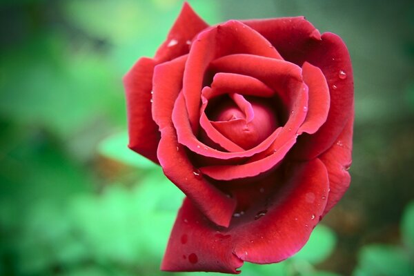 A rose on a blurry green background