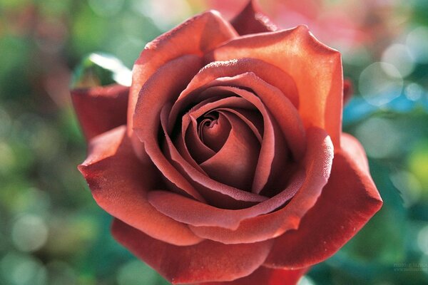 A red rose on a blurry background