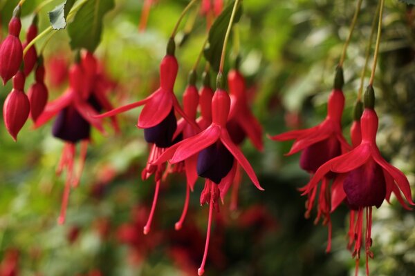 Flores rojas colgando n aire en el Jardín naturaleza