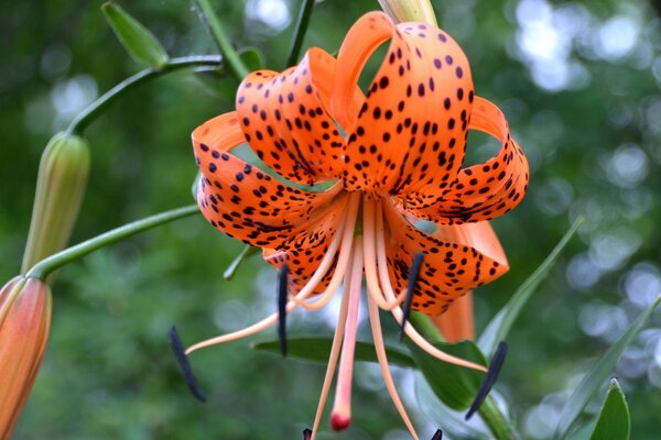 Vida selvagem. A beleza de uma flor vazia