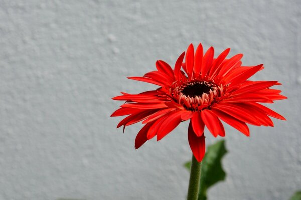 Foto einer roten einsamen Blume