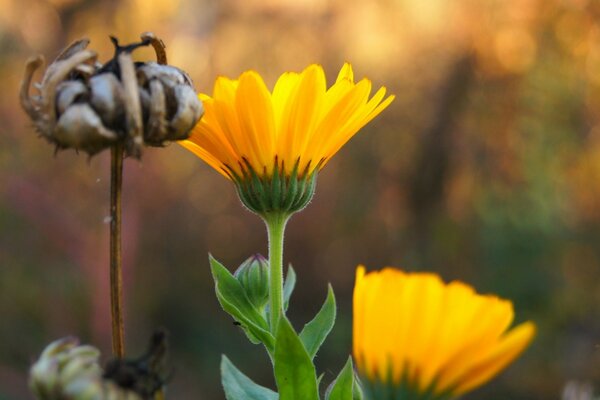 Helle, sonnige Blumen auf dem Feld