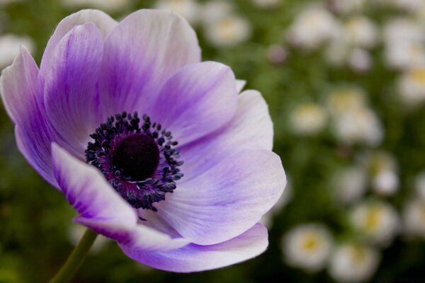 Flor roxa em fundo desfocado