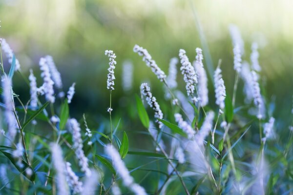 Beautiful flowers in nature in summer