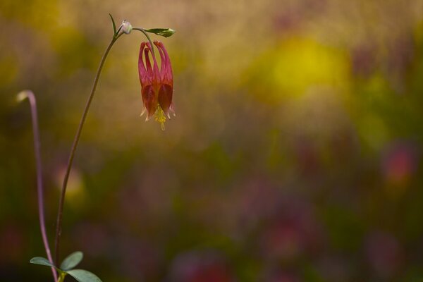 A wilted and tired, but cute flower