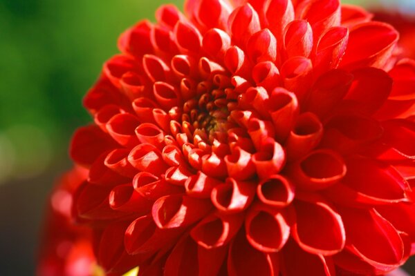 Wildlife. Red Aster