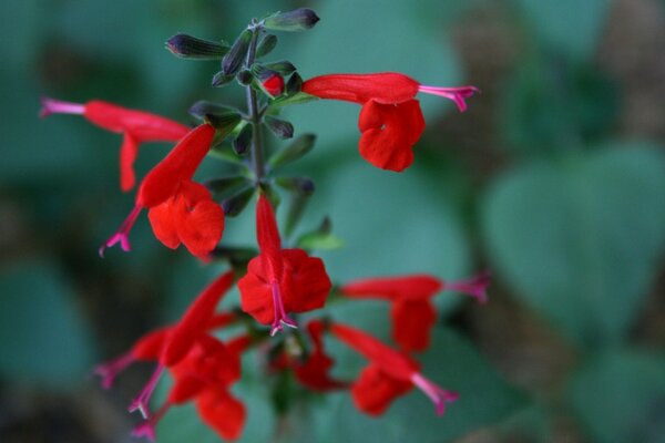 Rote Blume auf verschwommenem Hintergrund