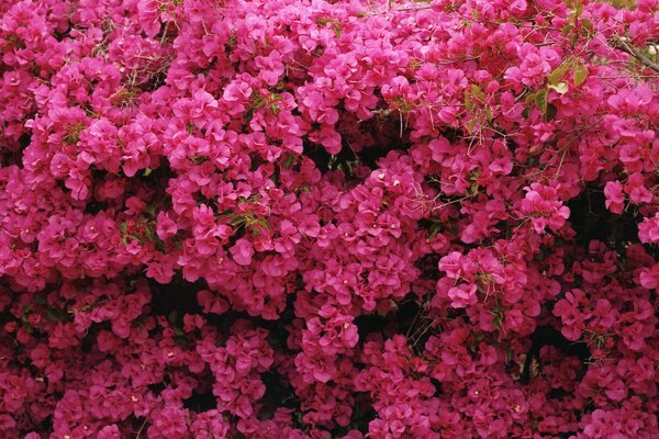 Pink flowers shrubs grow