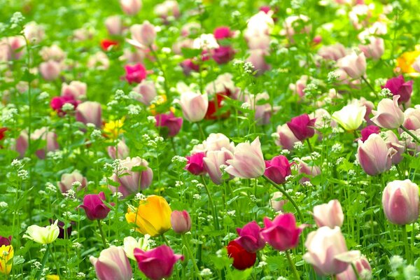 Colorful tulips on a summer field