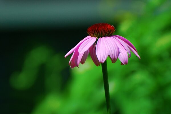 Flor lila sobre fondo verde